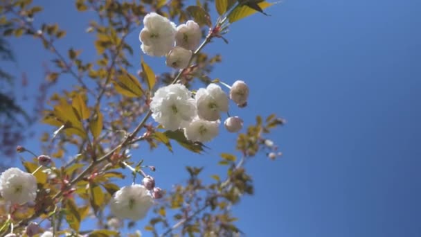 White Cherry blossom hanging down from tree  blowing in the wind during a beautiful bright blue day in vancouver bc medium tight looking up stabilized orbit right