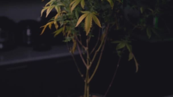 Olgun Marihuana Bitkisinin Temelindeki Organik Toprak Hasat Için Hazır Karanlık — Stok video