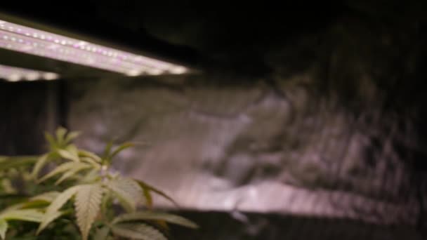 Марихуана Конопля Конопли Растения Растущие Разноцветными Светодиодными Лампами Отражающей Крытый — стоковое видео