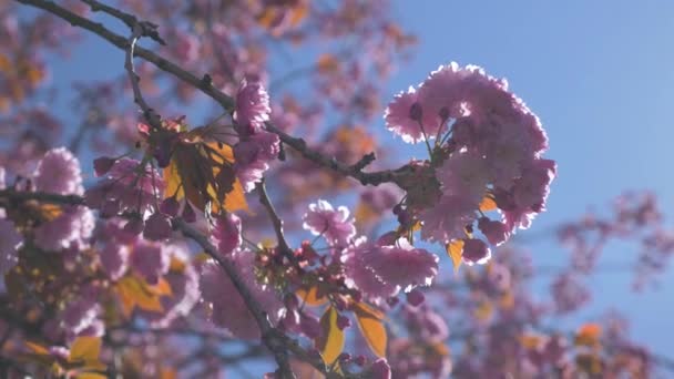 Pink Cherry Blossom Hanging Tree Blowing Wind Beautiful Bright Blue — Stockvideo