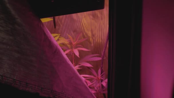 Diy 마리화나의 정점은 안에서 Led 안정된 방향으로 식물에 바람을 — 비디오