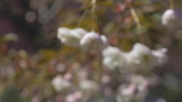 Fiore Ciliegio Bianco Che Pende Dall Albero Che Soffia Nel — Video Stock