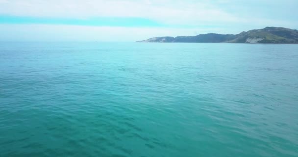 Dolphin Encounter Dolphins Jumping Out Kaikoura Νέα Ζηλανδία Dolly Shot — Αρχείο Βίντεο