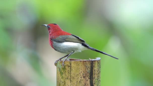 Javan Sunbird Bathing Bamboo Stick Filled Water — Vídeos de Stock