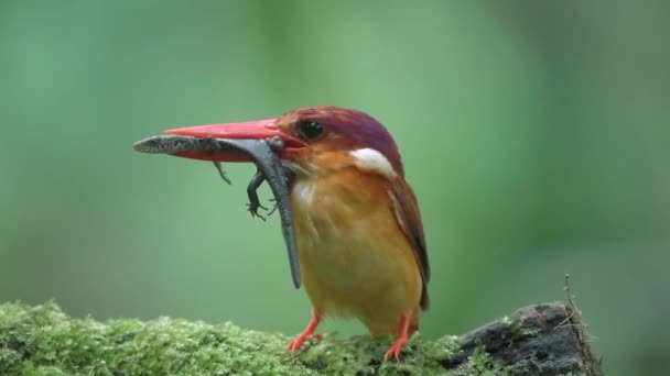 물총새는 도마뱀을 먹는다 — 비디오