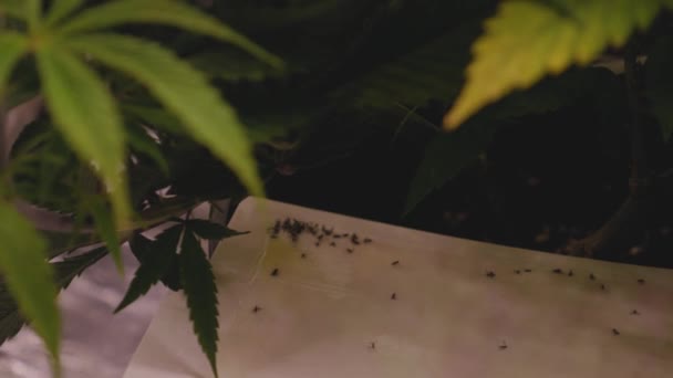 Insectos Pegados Una Trampa Para Moscas Utilizada Cultivo Interiores Diy — Vídeo de stock