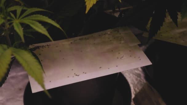Fly Traps Control Pest Infestation Cannabis Hemp Plants Growing Indoors — Vídeo de Stock