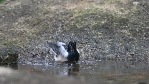 Male Individual Bathing Birdbath Forest Oriental Magpie Robin Copsychus Saularis — Stock Video