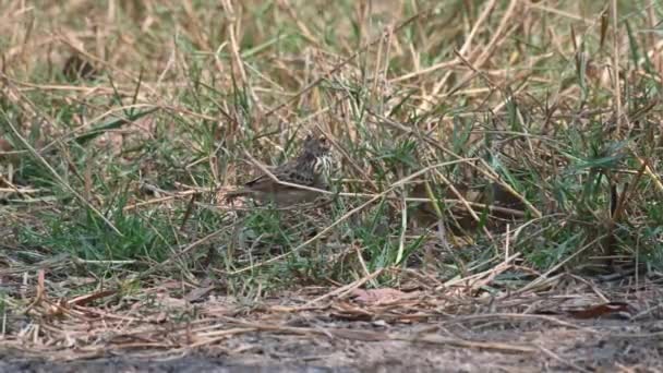 Widziany Między Trawą Upalny Letni Dzień Indochinese Bush Lark Mirafra — Wideo stockowe