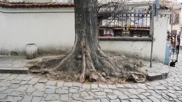 Πανόραμα Της Ρίζας Ενός Μεγάλου Δέντρου Δίπλα Ένα Βουλγαρικό Λιθόστρωτο — Αρχείο Βίντεο