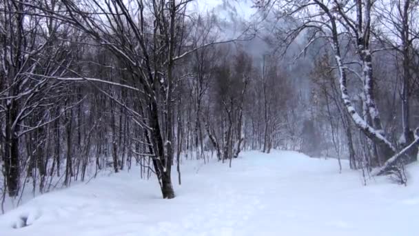 Zima Scena Szeroki Strzał Las Ośnieżony Górski Rejon Silny Wiatr — Wideo stockowe