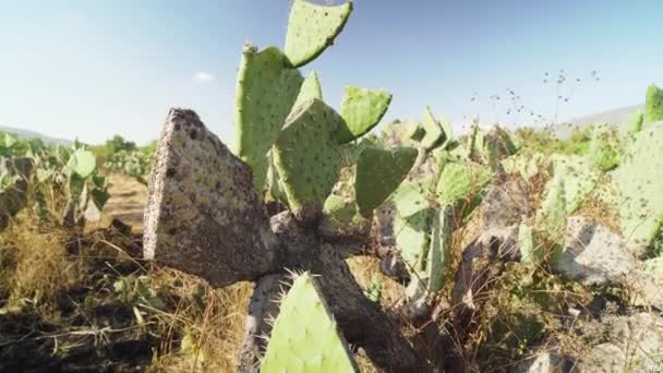 Zieke Stekelige Cactusplanten Die Sterven Verbrand Worden Door Vuur Hete — Stockvideo