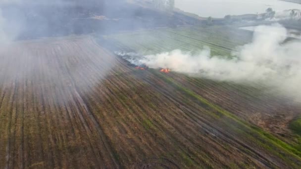 農業のための準備ができて燃焼草原 草地燃焼 朴プリ ナコンナヨク タイへの空中映像 — ストック動画