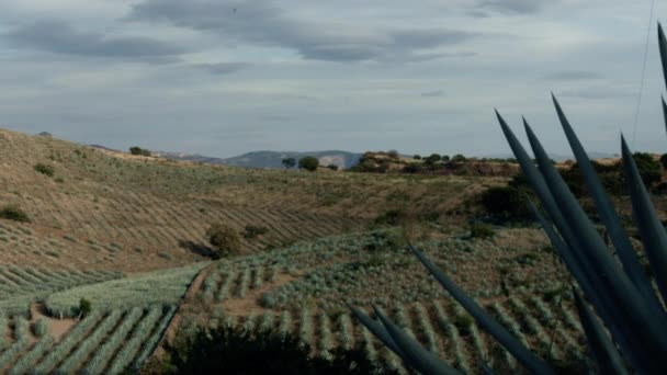 Clouds Moving Agave Fields Mountains Tequila Jalisco Mexico — Vídeos de Stock