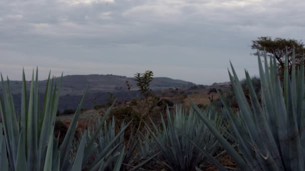 Chmury Poruszające Się Nad Polami Agawy Między Górami Tequila Jalisco — Wideo stockowe