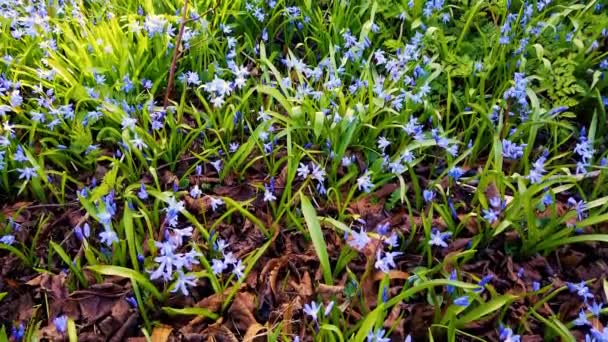 美丽的蓝色Scilla Scilla Verna 生长在教堂墓地的一棵小树周围 也被称为春刺 多年生植物生长在干燥 矮小的草原上的多年生植物 — 图库视频影像