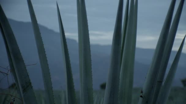 Nubes Moviéndose Sobre Campos Agave Entre Las Montañas Tequila Jalisco — Vídeos de Stock