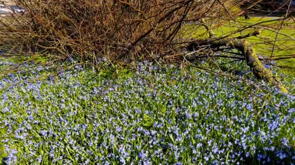 美丽的蓝色Scilla Scilla Verna 生长在教堂墓地的一棵小树周围 也被称为春刺 多年生植物生长在干燥 矮小的草原上的多年生植物 — 图库视频影像