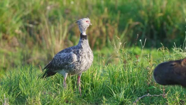 Southern Screamer Standing Still Dense Vegetations Environment Wild Giant Capybara — Stock Video