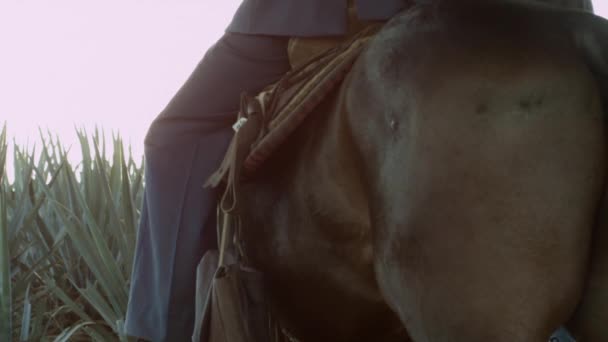 Kuda Menunggang Kuda Ladang Agave Dan Antara Pegunungan Kota Tequila — Stok Video