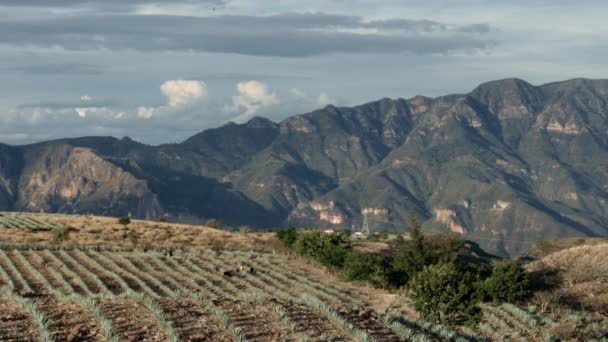 Awan Bergerak Atas Ladang Agave Antara Pegunungan Tequila Jalisco Meksiko — Stok Video