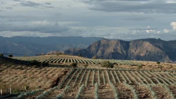 Nubes Moviéndose Sobre Campos Agave Entre Las Montañas Tequila Jalisco — Vídeo de stock