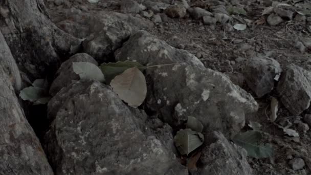 Man Blue Suit Searching Rocks Foot Tree Changing Cloths — Video