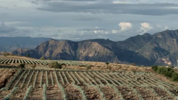 云彩在墨西哥哈利斯科州Tequila山脉之间的一片波涛汹涌的田野上穿行 — 图库视频影像