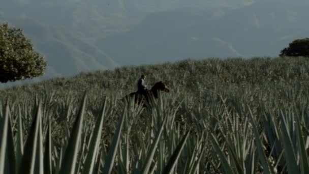 Passeios Cavalo Campos Agave Entre Montanhas Cidade Tequila Jalisco México — Vídeo de Stock