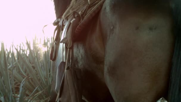 Passeios Cavalo Campos Agave Entre Montanhas Cidade Tequila Jalisco México — Vídeo de Stock
