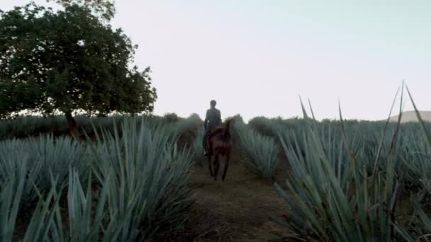 Horse Riding Agave Fields Mountains City Tequila Jalisco Mexico — Stock Video