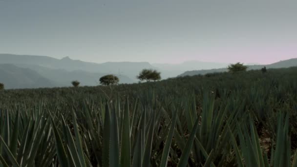 Equitazione Nei Campi Agave Tra Montagne Nella Città Tequila Jalisco — Video Stock