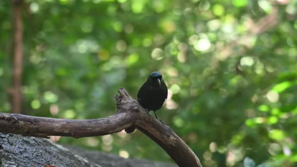 Ormana Bakarken Bir Kütüğün Üzerinde Süzülen Ağaç Kuyruklu Ağaç Kuyruklu — Stok video