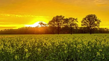 Parlak sarı kolza tohumu tarlası üzerinde altın rengi günbatımı gökyüzü; gevşetici zaman atlaması