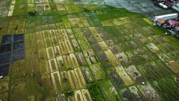 Maravilloso Dron Ciudad Denpasar Con Casas Material Campo Arroz Bali — Vídeo de stock