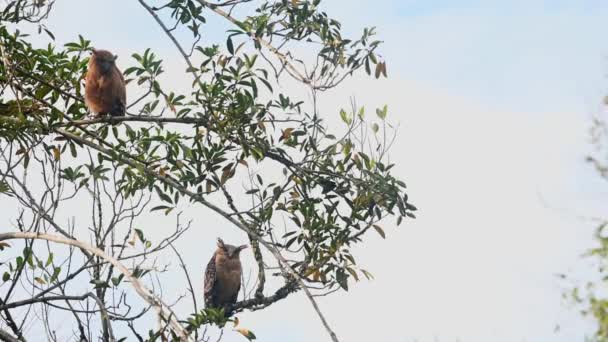 Fledgling Looks Straight Very Curious World While Mother Owl Relaxes — Wideo stockowe