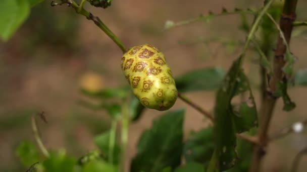 Beautiful Yellow Vomit Fruit Indian Mulberry Plant Also Called Noni — Stock Video
