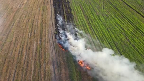 Ständige Luftaufnahmen Von Grasreihen Die Für Die Landwirtschaft Verbrannt Werden — Stockvideo