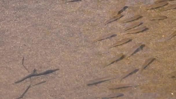 School Fish Stream Drifting Current Right Side Gather Diagonal Position — Video Stock