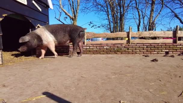 Porco Solitário Voltar Para Galpão Quinta Animais Movimento Lento Ângulo — Vídeo de Stock