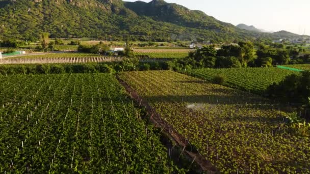 Aerial Wine Vineyard Farm Fields Base Mountain Hills — Stock Video