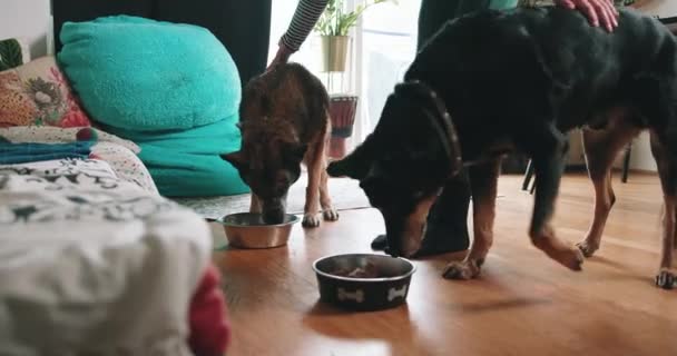 Дівчина Дає Їжу Своїм Собакам — стокове відео