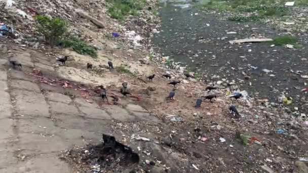 Grupp Fåglar Pickar Och Äter Avfallet Soptippen Dhaka Bangladesh — Stockvideo