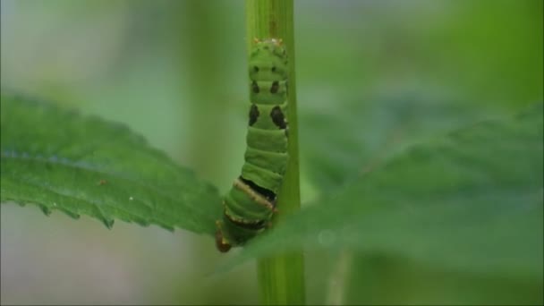 Green Caterpillar Clinging Branches Leaves Video — Video Stock