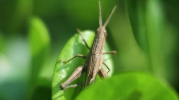 Grasshopper Close Video Green Grasshopper Sitting Leaf — Stockvideo