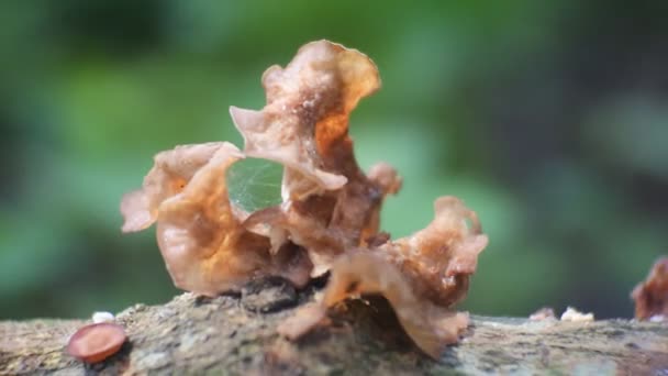 耳真菌は腐った木に固執する 耳真菌 Auricularia Auricula バジヨモタ科に属するゼリー真菌群で 独特のゼリー状の食感があります — ストック動画