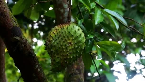 Soursop Colgando Árbol Fruta Con Una Rica Fuente Vitamina Material — Vídeo de stock