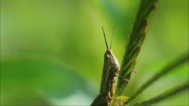Green Grasshopper Sitting Leaf Grasshopper Close Video — Stock Video