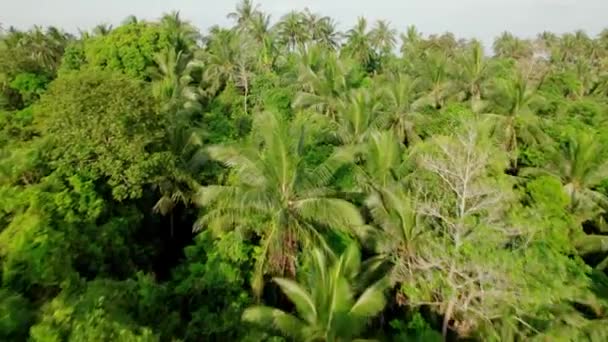 Fly Coconut Palm Trees Rainforest Tropical Jungle Thailand Revealing Coastline — Video