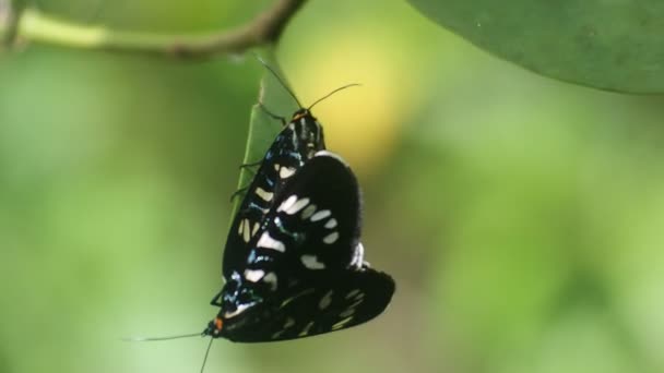 Farfalla Nera Coppia Con Appollaiato Ramo Nel Cortile — Video Stock